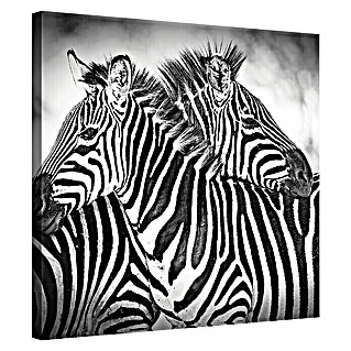 Leinwandbild (Zebras, 40 x 40 cm)