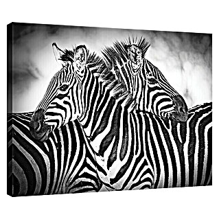 Leinwandbild (Zebras, 80 x 60 cm)