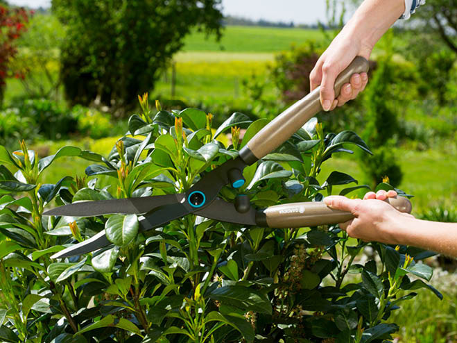 Gartenscheren zur Beschneidung von Hecken 