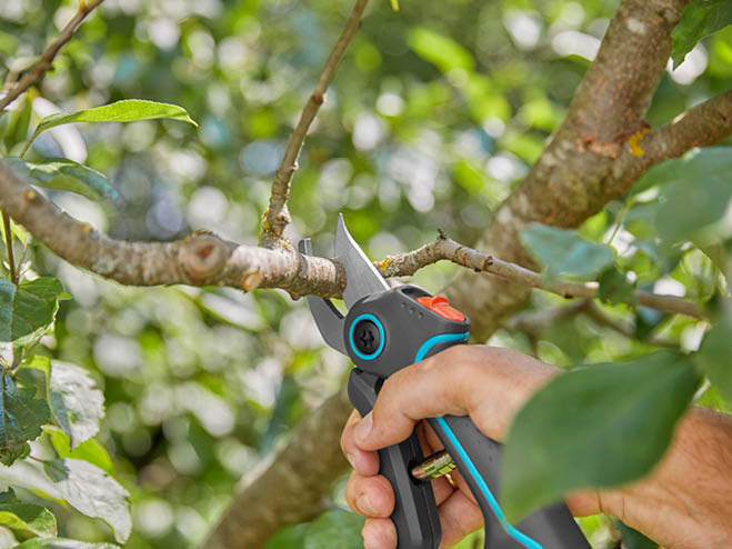 Gartenscheren für Pflanzen und Bäume