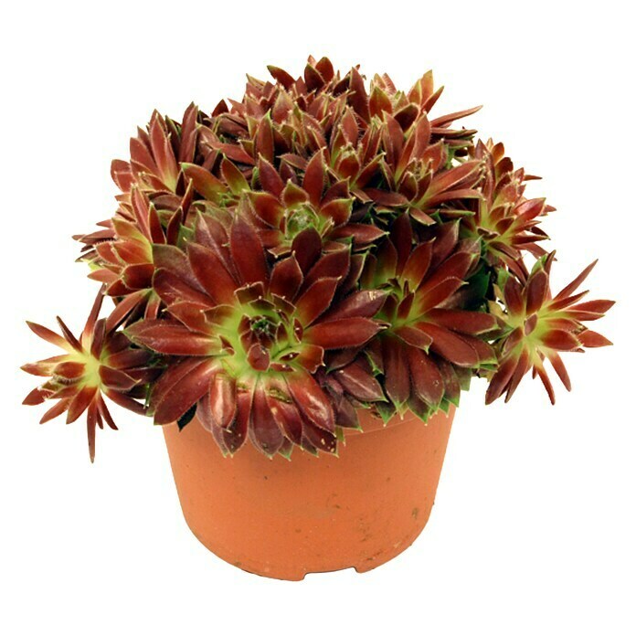 Piardino HauswurzSempervivum, Topfgröße: 14 cm, Rot Front View