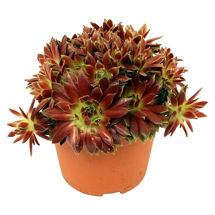Piardino Hauswurz - Sempervivum, Topfgröße: 14 cm, Rot - Attraktive, rote Hauswurz-Pflanze in einem Terrakotta-Topf, ideal für sonnige Standorte und zur Dekoration von Steingärten.