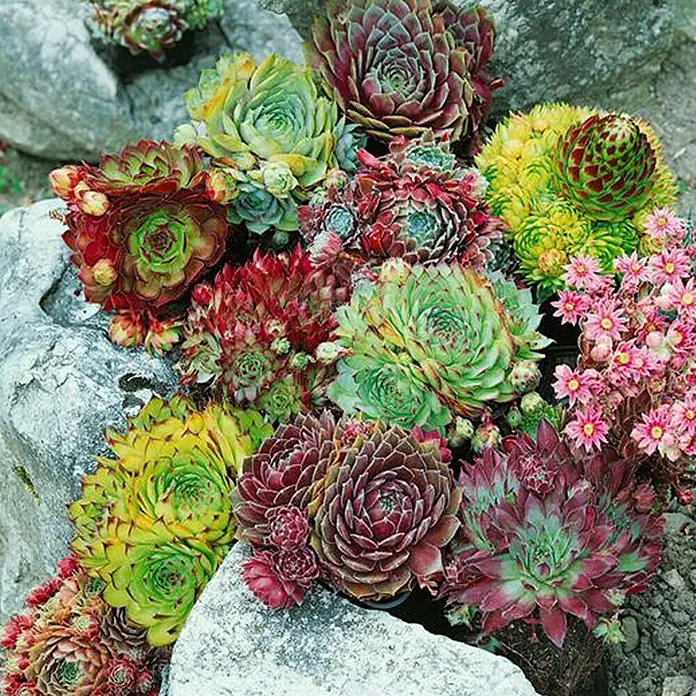 Piardino HauswurzSempervivum, Topfgröße: 14 cm, Rot - Vielfältige Auswahl an Hauswurz-Pflanzen in verschiedenen Farben, die auf Steinen arrangiert sind. Dekorative und pflegeleichte Sukkulenten für den Garten.