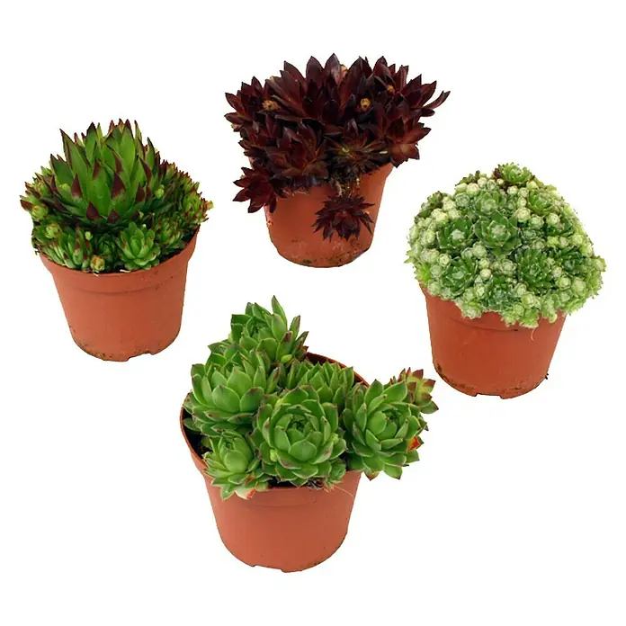 Piardino Consolva - Sempervivum, Tamaño de maceta: 9 cm, Verde - Imagen de cuatro plantas diferentes de siempreviva en macetas de terracota, que muestran una variedad de colores y texturas.