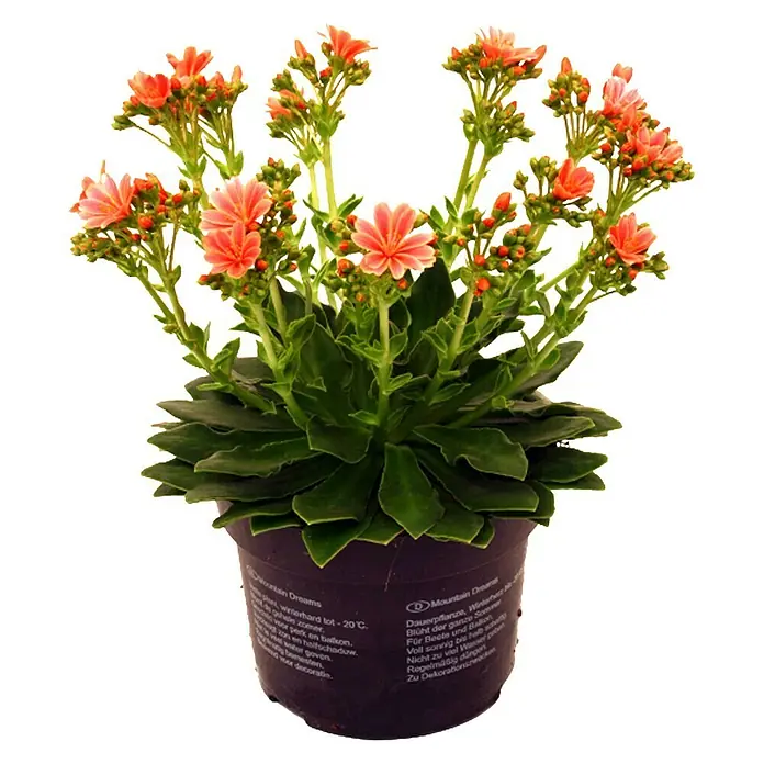 Piardino Levisia - Lewisia cotyledon, Tamaño de maceta: 11 cm, En función de la variedad - Atractiva planta de Lewisia en maceta, ideal para lugares soleados. La planta se caracteriza por sus brillantes flores y su resistencia al invierno.