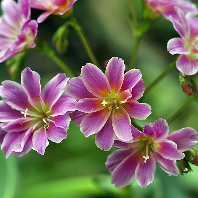 Piardino Gewöhnliche Bitterwurz - Lewisia cotyledon, Topfgröße: 13 cm, Sortenabhängig - Detailaufnahme