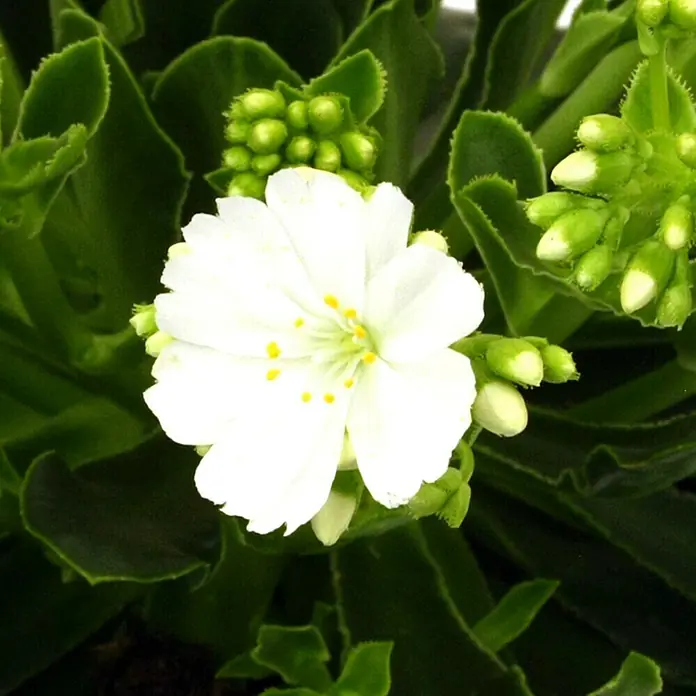 Piardino Gewöhnliche Bitterwurz - Lewisia cotyledon, Topfgröße: 13 cm, Sortenabhängig - Nahaufnahme einer weißen Aeonium-Blüte mit gelben Staubgefäßen, umgeben von grünen Blättern und Knospen. Die Blüten sind zart und detailreich.