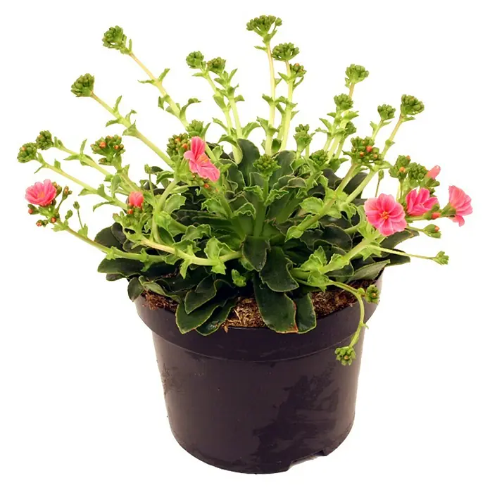 Piardino Levisia - Lewisia cotyledon, Tamaño de maceta: 13 cm, En función de la variedad - Una maceta con una encantadora planta de Lewisia, con flores rosas y hojas verdes, lo que la convierte en una adición atractiva a cualquier espacio.