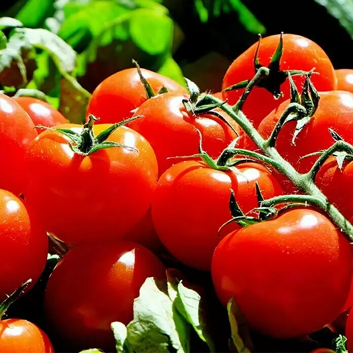 Piardino Tomate - Solanum lycopersicum Harzfeuer, Erntezeit: Juli - Detailaufnahme