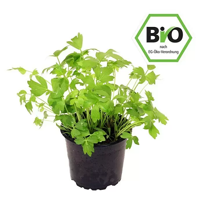 Piardino Liebstöckel BioLevisticum officinale