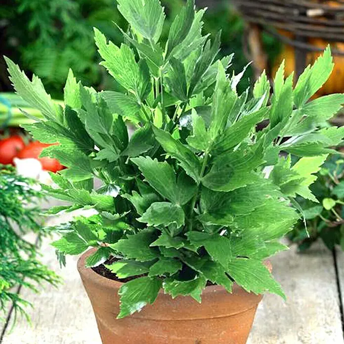 Piardino Apio de monte - Levisticum officinale - Levístico en maceta de terracota, mostrando hojas verdes y exuberantes que aportan un toque fresco y natural.