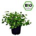 Piardino Bio Oregano Bio 