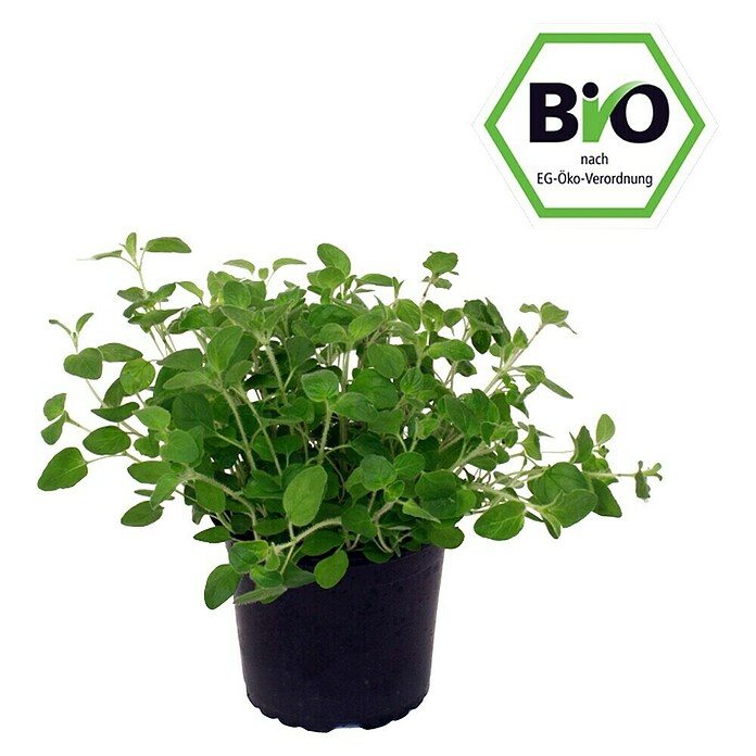 Piardino Oregano Bio (Origanum vulgare, Topfgröße: 12 cm)