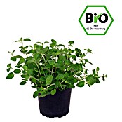 Piardino Oregano Bio (Origanum vulgare, Topfgröße: 12 cm)