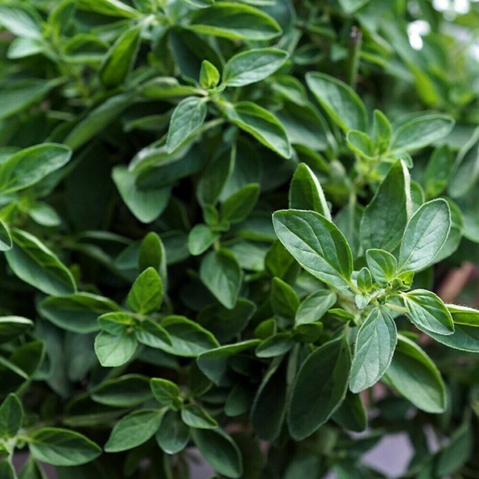 Piardino Oregano Bio (Origanum vulgare, Topfgröße: 12 cm)