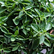 Piardino Oregano Bio (Origanum vulgare, Topfgröße: 12 cm)