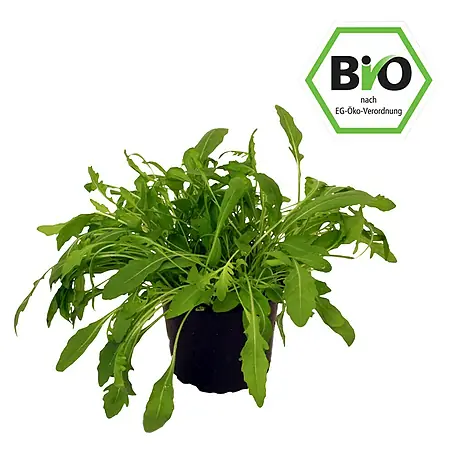 Piardino Bio Rúcula