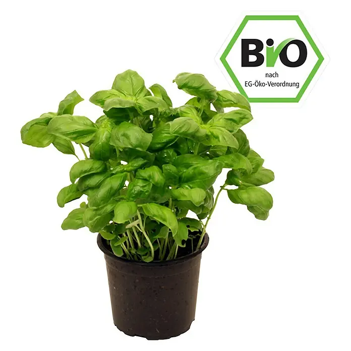 Piardino Basilikum Bio - Ocimum basilicum - Bio-Basilikum im Topf, zertifiziert nach EG-Öko-Verordnung. Ideal für frische Aromen in der Küche, direkt vom Anbau in den Topf.