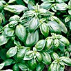 Piardino Basilikum (Ocimum basilicum, Topfgröße: 12 cm)