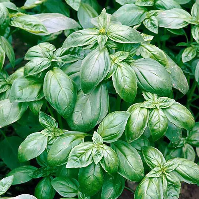 Piardino Basilikum Bio - Ocimum basilicum - Nahaufnahme von frischem Basilikum mit leuchtend grünen Blättern, die die aromatische Essenz dieser beliebten Kräuterpflanze hervorheben.