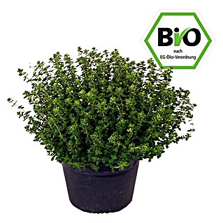 Piardino Kugelthymian Bio (Thymus vulgaris Fredo)