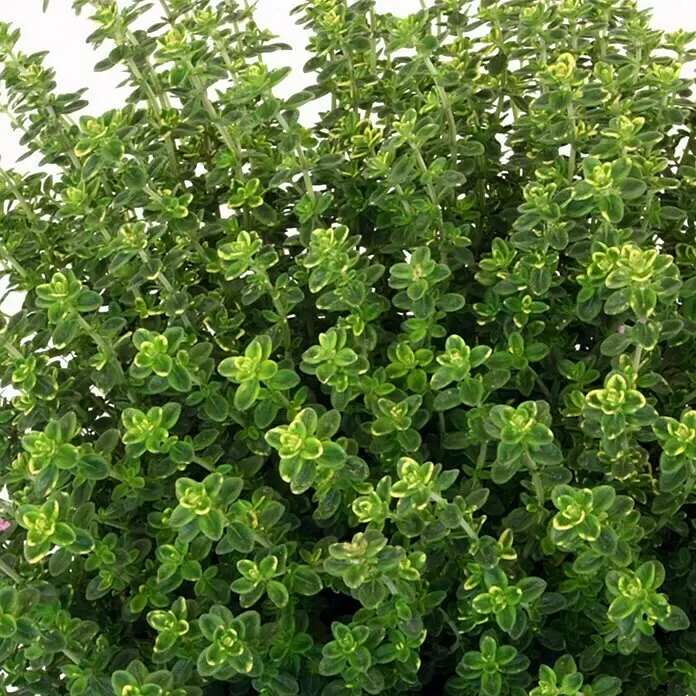 Piardino Kugelthymian Bio - Thymus vulgaris Fredo - Detailaufnahme