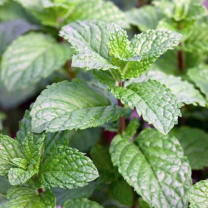 Piardino Marokkanische Minze BioMentha spicata Maroccan Detail Shot