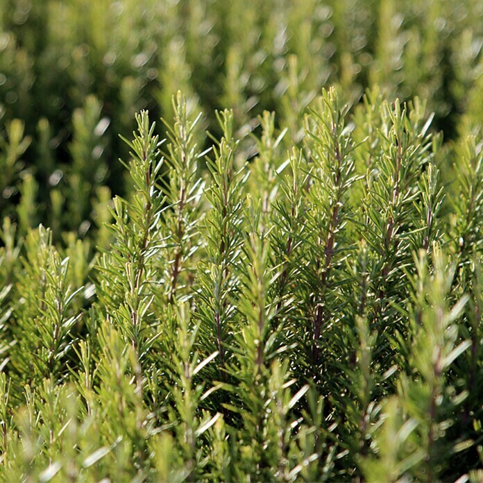 Piardino Rosmarin BioRosmarinus officinalis Abraxas Detail Shot