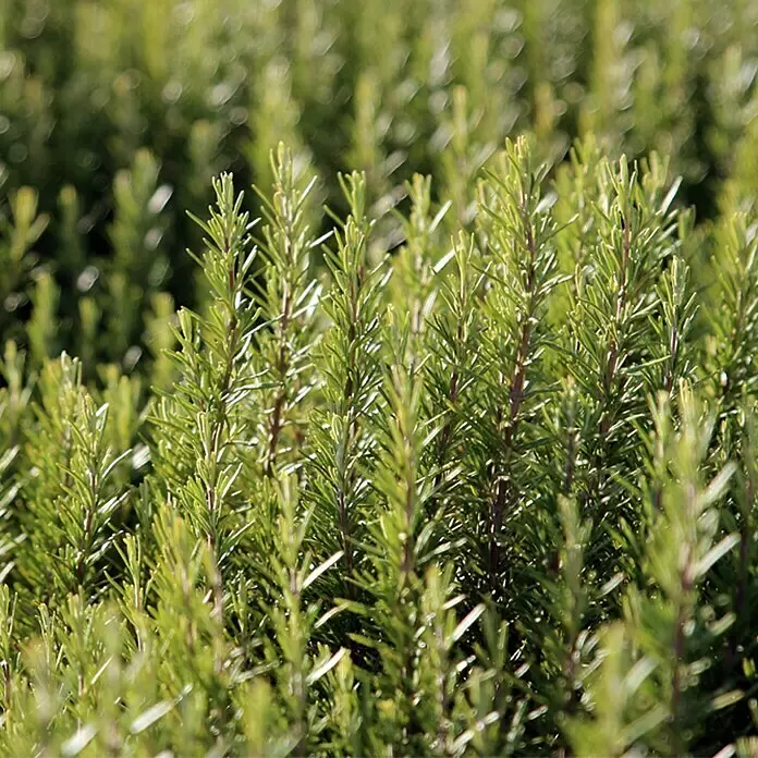 Piardino Rosmarin BioRosmarinus officinalis Abraxas