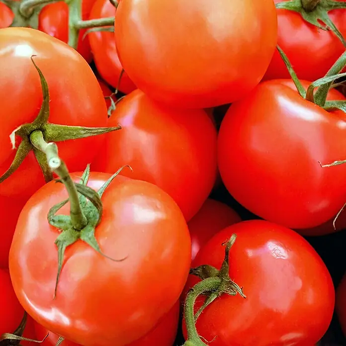 Piardino Tomate Rundfrucht - Solanum lycopersicum, 10 cm, Erntezeit: Juli - Frische, rote Tomaten in einer Nahaufnahme, die die leuchtenden Farben und die Textur der Haut hervorhebt.