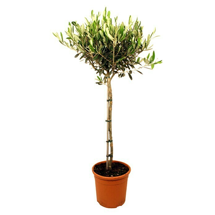 Piardino Olivenbaum (Topfgröße: 20 cm)