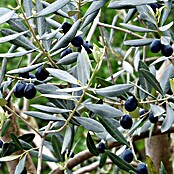 Piardino Olivenbaum (Olea europaea, Topfgröße: 20 cm)