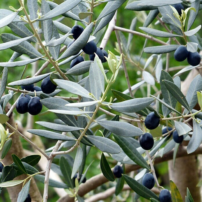 Piardino OlivenbaumOlea europaea, Topfgröße: 20 cm, Aktuelle Wuchshöhe: 80 cm Detail Shot