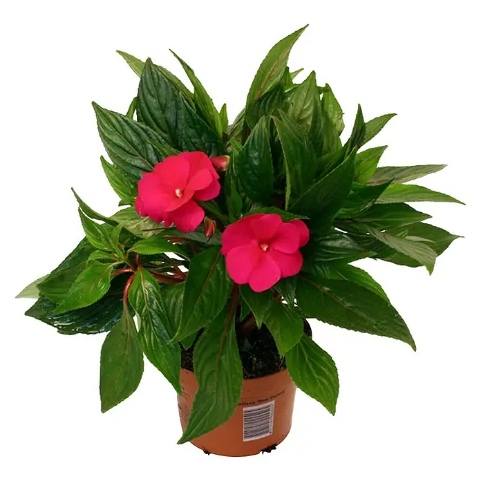 Piardino Alegría guineana - Impatiens sunpatiens, Tamaño de maceta: 13 cm, Rosa - Planta en maceta con flores de alegría de la casa rojas y hojas verdes, en una maceta de terracota.