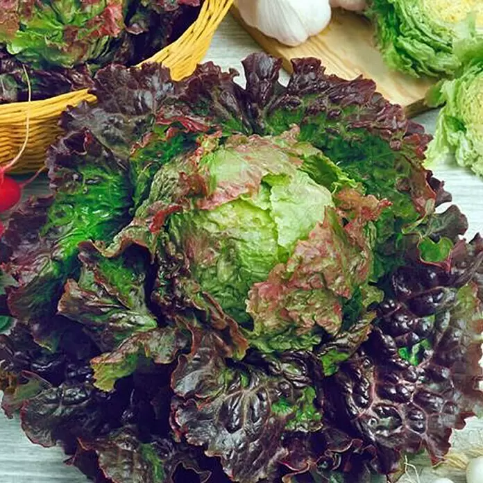 Piardino Blattsalat 6er Schale - Lactuca sativa var. capitata Lollo Rosso, Erntezeit: Juni - Detailaufnahme