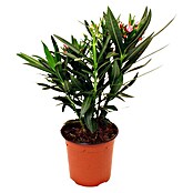 Adelfa (Nerium oleander, Tamaño de maceta: 14 cm, Número de brotes: 3 - 4)
