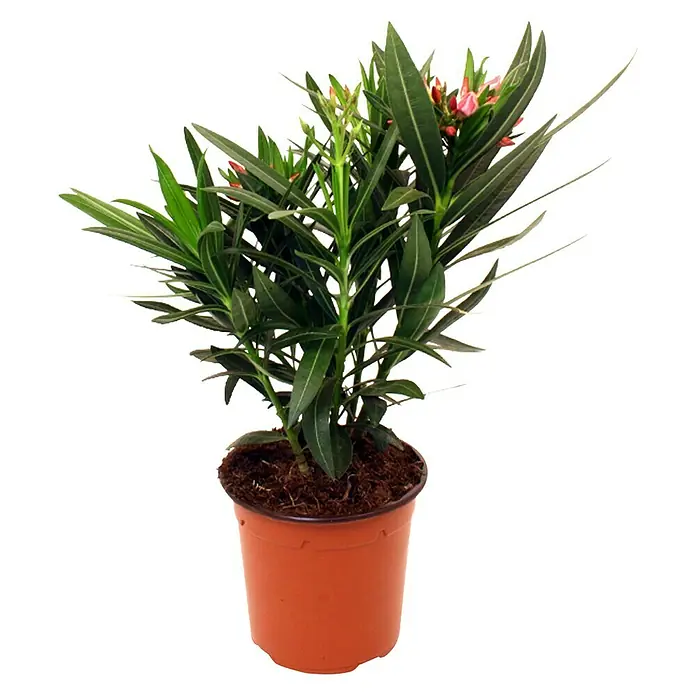 Piardino Oleander 3 bis 5 Triebe - Nerium oleander, Topfgröße: 14 cm, Sortenabhängig - Attraktiver Oleander im Topf. Diese Pflanze ist ideal für sonnige Standorte und bietet eine schöne Ergänzung für jeden Garten oder Balkon.