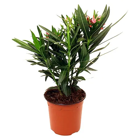 Piardino  Oleander 3 bis 5 Triebe