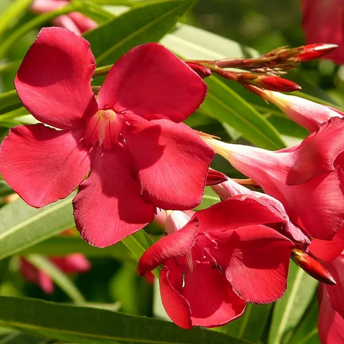 Piardino Oleander 3 bis 5 Triebe - Nerium oleander, Topfgröße: 14 cm, Sortenabhängig - Nahaufnahme von leuchtend roten Oleanderblüten mit grünen Blättern im Hintergrund, die die lebendige Farbe und Textur hervorheben.