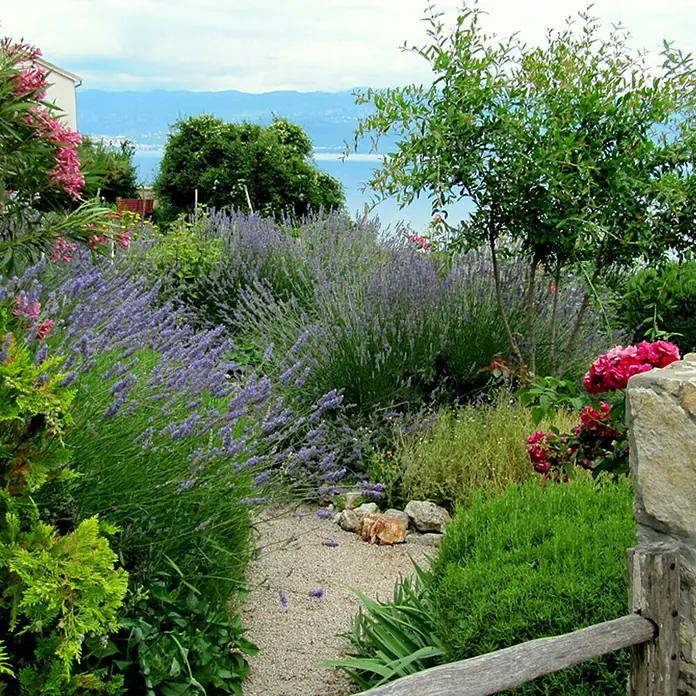 Piardino Oleander 3 bis 5 Triebe - Nerium oleander, Topfgröße: 14 cm, Sortenabhängig - Ein Gartenweg mit üppigen Lavendelbüschen, bunten Blumen und grünen Bäumen, der zu einer malerischen Aussicht auf Berge und Meer führt.