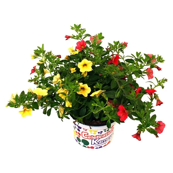 Petunia calibrachoa - Calibrachoa Trio, En función de la variedad, Tamaño de maceta: 17 cm - Petunias vibrantes en una maceta. La planta calibrachoa con flores amarillas y rojas, añade color a cualquier estancia o jardín.