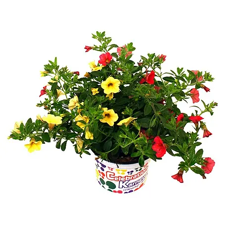 Piardino Petunia calibrachoa
