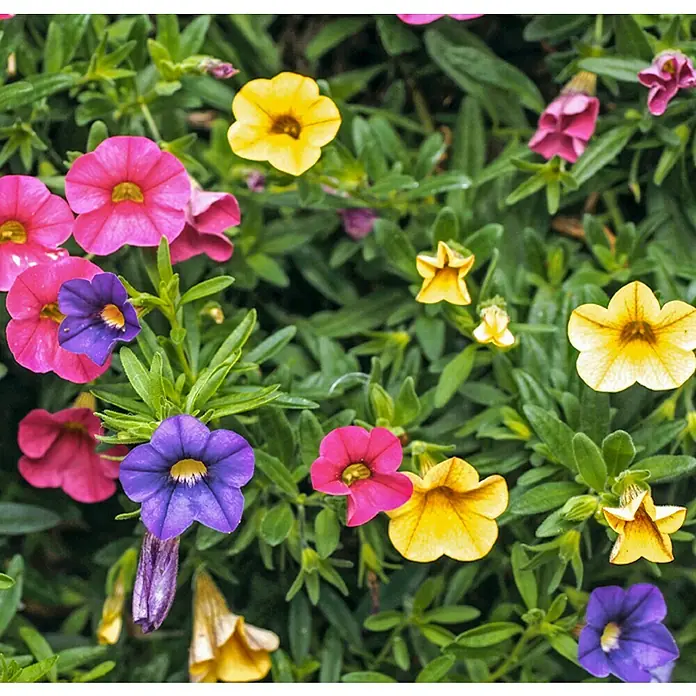 Piardino Zauberglöckchen Trio - Calibrachoa x Hybrid, 12 cm, Mehrfarbig - Nahaufnahme von bunten Zauberglöckchen in Gelb, Pink und Lila, die üppig in einem Gartenbeet blühen. Die Blüten präsentieren eine lebendige Farbpalette.