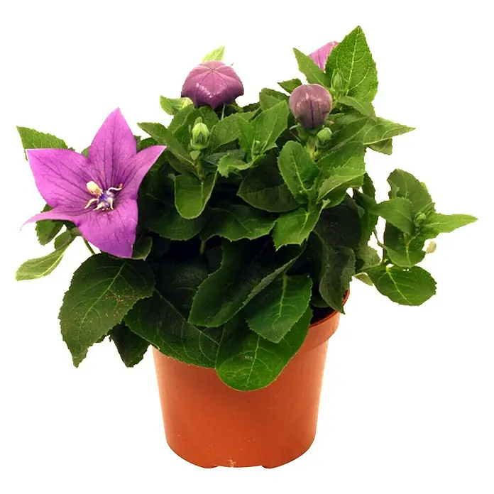 Piardino Großblütige Ballonblume - Platycodon grandiflorus, Topfgröße: 12 cm, variabel - Glockenblumen Pflanze im Topf. Die Ballonblume hat eine violette Blüte und grüne Blätter und ist in einem braunen Topf eingepflanzt.