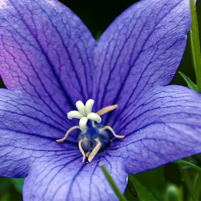Piardino Großblütige Ballonblume - Platycodon grandiflorus, Topfgröße: 12 cm, variabel - Nahaufnahme einer lila Ballonblume mit einem weißen Zentrum, die die zarten Details der Blütenblätter und die innere Struktur zeigt.