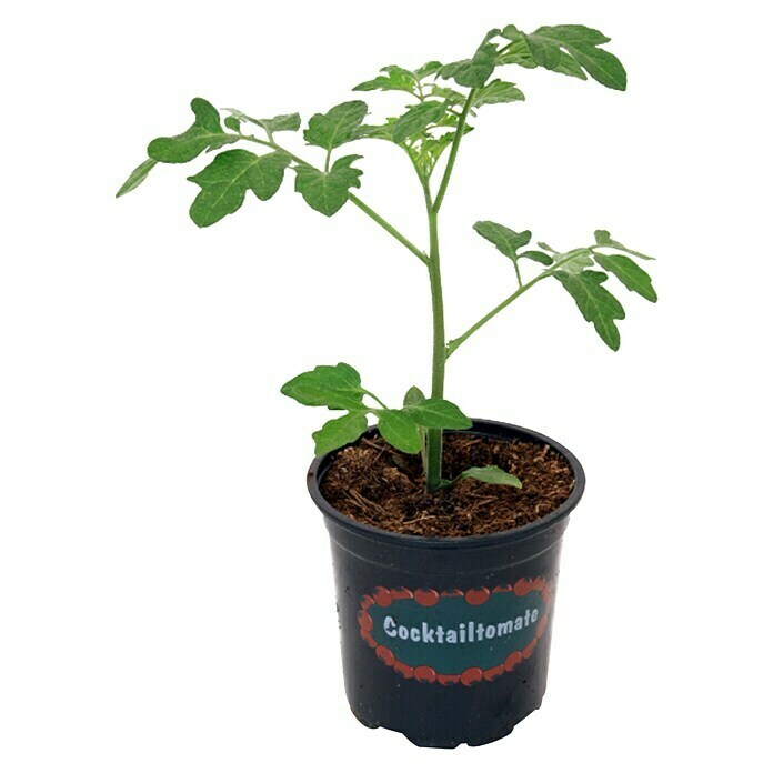 Piardino Cocktailtomate (Topfgröße: 10 cm)