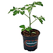 Piardino Cocktailtomate (Topfgröße: 10 cm)