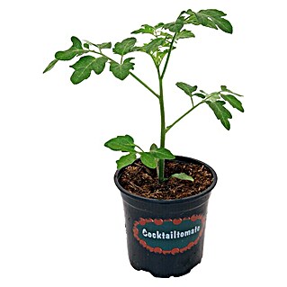 Piardino Cocktailtomate (Solanum lycopersicum var. cerasifo, 10 cm, Erntezeit: Juli)