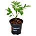 Piardino Tomate Rundfrucht 
