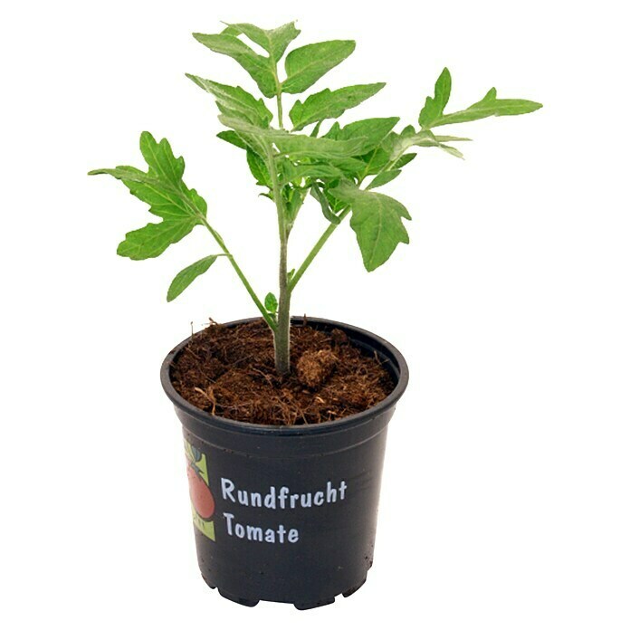 Piardino Tomate (Topfgröße: 10 cm)